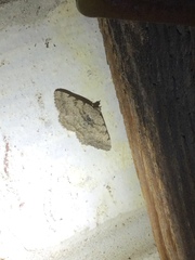 Digrammia gnophosaria