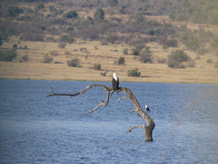 Haliaeetus vocifer