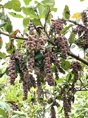 Garrya elliptica