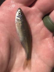 Cyprinella spiloptera