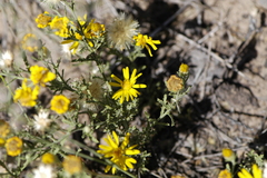 Xanthisma spinulosum
