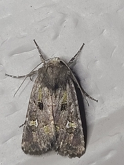 Lacinipolia renigera