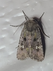 Lacinipolia renigera