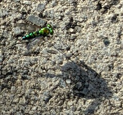 Condylostylus longicornis