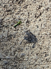 Condylostylus longicornis