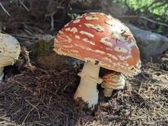 Amanita muscaria flavivolvata