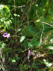 Lespedeza frutescens