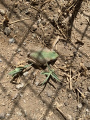 Pseudacris hypochondriaca