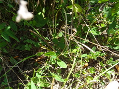 Lespedeza frutescens