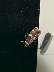 Oegoconia novimundi