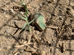 Pseudacris hypochondriaca