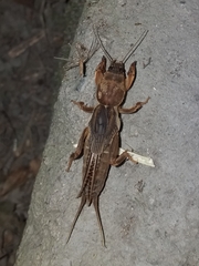 Gryllotalpidae