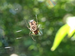 Micrathena mitrata