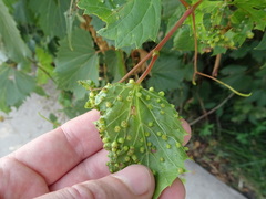 Daktulosphaira vitifoliae