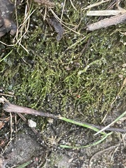 Rhynchostegium serrulatum