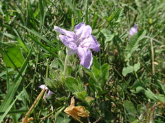 Ruellia humilis