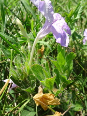 Ruellia humilis