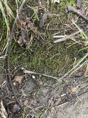 Rhynchostegium serrulatum