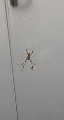 Trichonephila plumipes