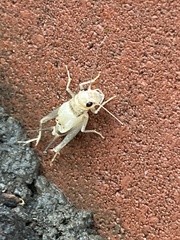 Gryllidae