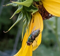 Chrysomya rufifacies