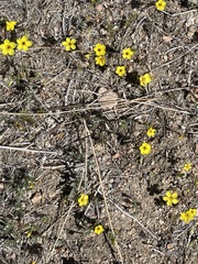 Leptosiphon chrysanthus
