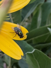 Chrysomya rufifacies