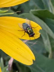 Chrysomya rufifacies