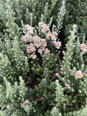Magnoliopsida