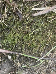 Rhynchostegium serrulatum