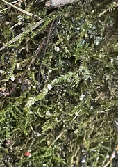 Rhynchostegium serrulatum