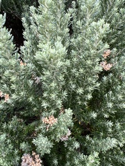 Magnoliopsida