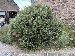 Magnoliopsida