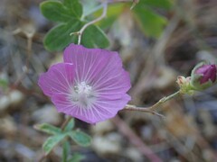Sidalcea glaucescens
