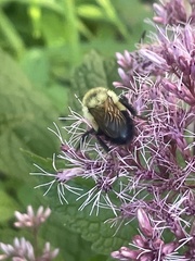 Bombus affinis