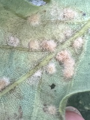 Neuroterus quercusverrucarum
