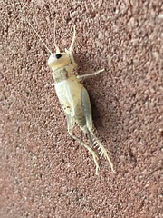 Gryllidae