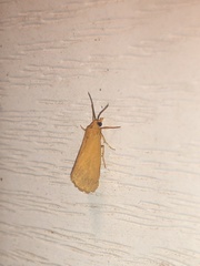 Virbia aurantiaca