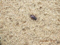 Epitragodes tomentosus