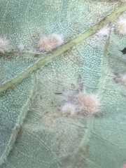 Neuroterus quercusverrucarum