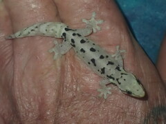 Gekkota