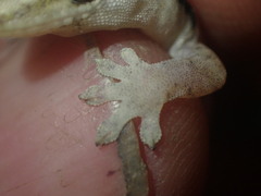 Gekkota
