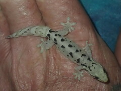 Gekkota