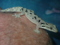 Gekkota