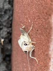 Gryllidae