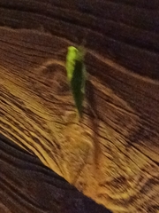 Microcentrum retinerve