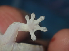 Gekkota