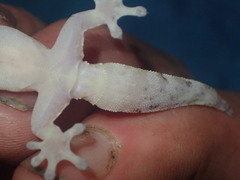 Gekkota