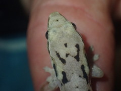 Gekkota