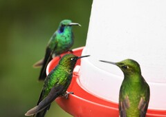 Boissonneaua flavescens